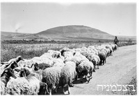 דוברת תבור 1949.