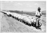 דוברת תבור 1949.