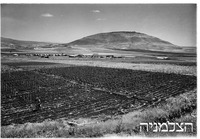 דוברת תבור 1949.
