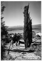 גינגר [=גניגר] 4.1947.