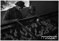 מזרחי רודגס.
