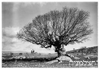 10.1.39 קדש נפתלי עם שקמה וגפיר.