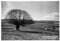 10.1.39 קדש נפתלי אדמות ק"ק [=קרן קיימת].