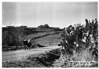 10.1.39 קדש נפתלי "כפר קדש".