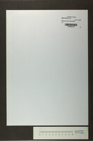 Mismaur schir chanukas (manuscript) / Obercantor P. Spektor.