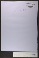 שושנת יעקב צהלה ושמחה (כתב יד). תרע"ד.