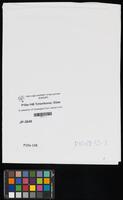 A collection of messages from Jewish communities on the pogroms that occurred in cities in Ukraine and Belarus in 1919. See annex 1.