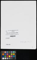 A collection of messages from Jewish communities on the pogroms that occurred in cities in Ukraine and Belarus in 1919. See annex 2.