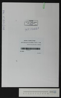 קאלאמרו, יצחק ואברהם חיים פינסו.
