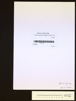 האמבורגער, שמואל יוסף.