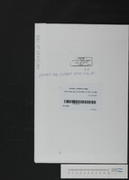 אתרוגים, יפו.