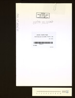 במברג, נתן.