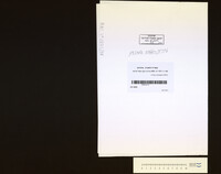 כוללות אשכנזים, טבריה.
