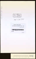 יאודה עזרה יאודה.