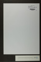 Terachem zion(manuscript) / Obercantor P. Spektor.