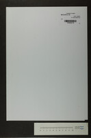 טוב לחסות (כתב יד).