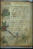 Photograph of: Yahuda Haggadah : Fol. 30.
