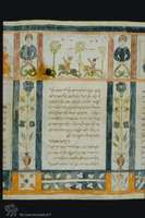 Photograph of: Ferrara Esther scroll : Col. 29.