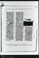 Photograph of: Elia ben Berechiah Pentateuch : Fol. 242v.