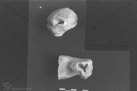 Photograph of: A fragment of a horse's head from A fragment of an Eros from Beth She'arim.
