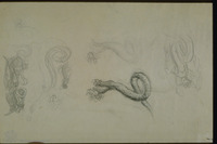 Photograph of: Pann (Pfeffermann), The Snake : Pencil and chalk on paper.