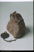 Photograph of: Rabinovitch, Raptorials.