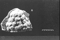 Photograph of: Beth Shearim, A marble fragment of a cluster of grapes.