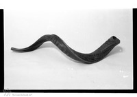 Photograph of: Shofar.