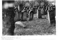 Photograph of: Jewish cemetery in Szydłowiec.