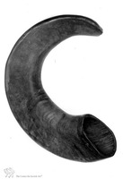 Photograph of: Shofar.