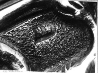 Photograph of: Miscellaneous objects : Hallmarks.