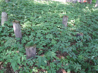 Photograph of: Jewish cemetery in Smolensk.