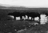 ג'מוסים באגם החולה.