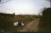Photograph of: Jewish cemetery in Kikinda.