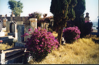 Photograph of: Jewish cemetery in Asmara.