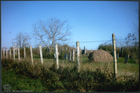 Photograph of: Jewish cemetery in Biharia.