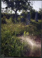 Photograph of: Jewish cemetery in Lipova.