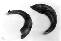 Photograph of: Shofar.