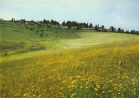 שנה טובה - רמת השופט.