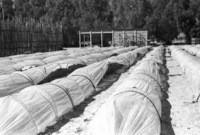 Agriculture in the Negev Deset.
