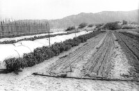 Agriculture in the Negev Desert.