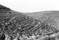 3-Day March in Jerusalem hills.