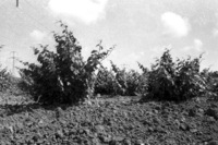 An orchard of citrus fruit trees at Pardes Hana.