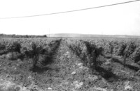 An orchard of citrus fruit trees at Pardes Hana.