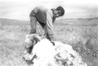 The Negev Beduins starting the sheep shearing.