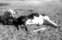 Heavy shelling by the Jordanian Army causes damages in the Kibbutz Maoz Haim live stock.