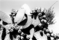 Growing the Sabres sweet fruits in the Lahish area.