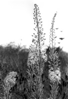 Wild growing Squills in the Lahish area.
