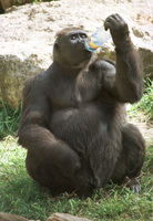 A dirsty gorilla in the Ramat gan zoo.