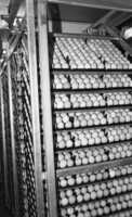 A huge poultry factory at Shaar Hanegev produce a large quantity of eggs and chicken meat for the local market as well as for abroad.